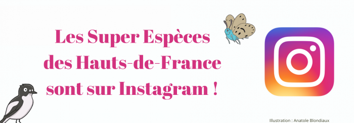 Super Espèces - Instagram