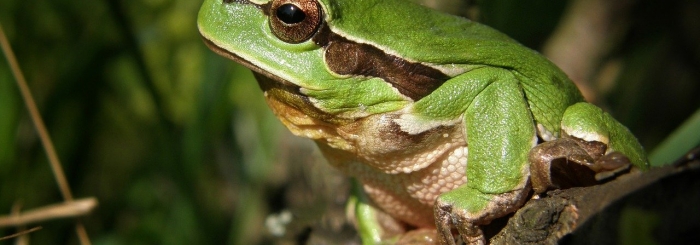 amphibien