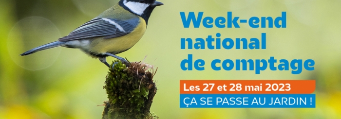 Weekend de comptage des oiseaux des jardins