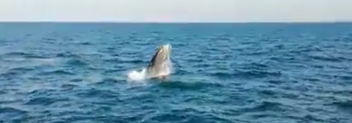 baleine à bosse