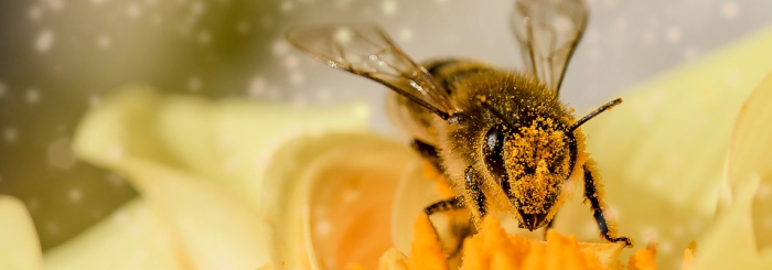 détermination abeilles