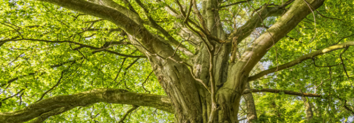 vieux arbres et biodiversité