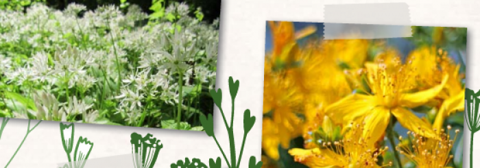 visite jardin talmontiers
