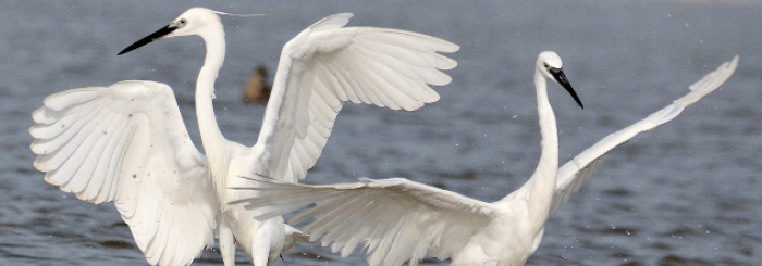conférence de l'aigrette à la marouette