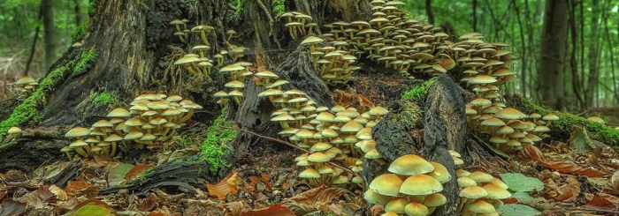 Terril de Pinchonvalles. Les champignons