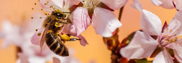 Réserve naturelle Régionale du plateau des Landes. Chantier nature en faveur des abeilles solitaires