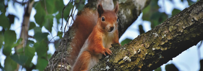 Bois des Bruyères. Les petits animaux du bois
