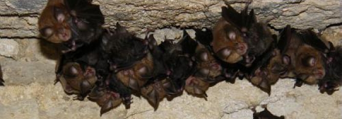 chauves-souris de béthisy