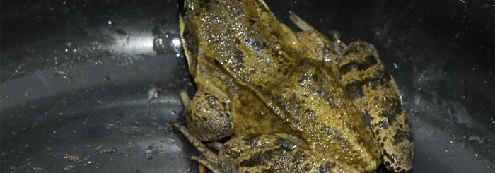 Une belle grenouille