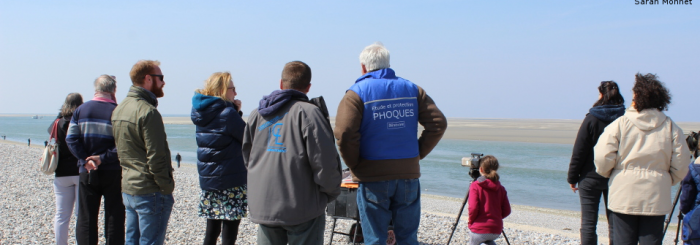 observation phoques