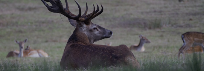 Le brame du cerf