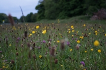 Biodiversité