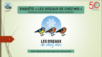 Enquête les oiseaux de chez moi