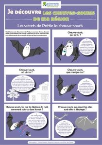 Chauve-souris