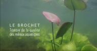 Vidéo "Le Brochet, témoin de la qualité des milieux aquatiques"
